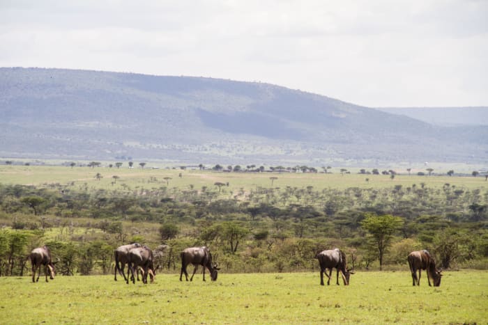 Hemingways Ol Seki-Game Drive Wildebeest Grazing-Kenya - ARTICLE.jpg